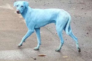 Fenomen ingrijorator! De ce au acesti caini maidanezi blana albastra
