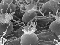 Cercetatorii au descoperit o noua specie de animale. Pot trai peste 200 de ani