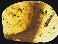 Descoperire impresionantă într-o bucată de chihlimbar de acum 100 de milioane de ani