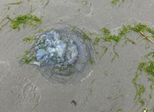 Invazie de meduze pe litoralul românesc. Turiștii, sfătuiți să nu intre în contact cu ele