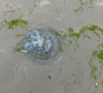 Invazie de meduze pe litoralul românesc. Turiștii, sfătuiți să nu intre în contact cu ele